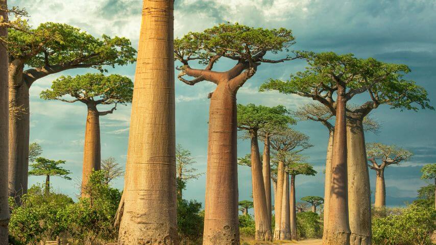 Landschaftsaufnahme einer Allee von majestätischen Baobab-Bäumen (Affenbrotbäumen) mit dicken, rötlich-braunen Stämmen und grünen Baumkronen unter einem bewölkten Himmel. Das Bild visualisiert den Ursprung der INAVEA Baobab Acacia Fasern für das Produkt „Gut Feeling“.